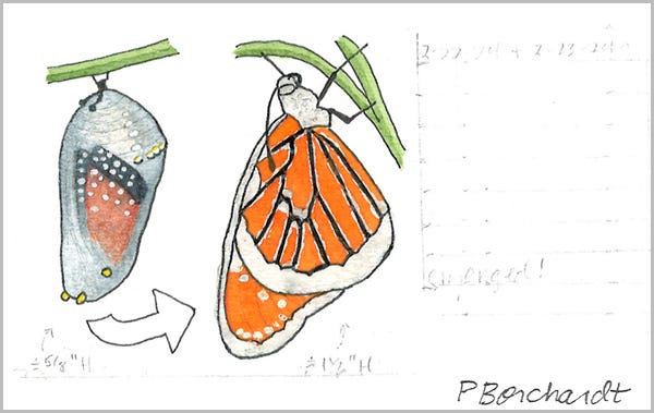 Detail from Perpetual Journal, week of Feb. 19-25: Queen Butterfly as a Chrysalis and after Emerging as a Butterfly (2024): step 3 Detail from Perpetual Journal, week of Feb. 19-25: Queen Butterfly as a Chrysalis and after Emerging as a Butterfly (2024): step 3