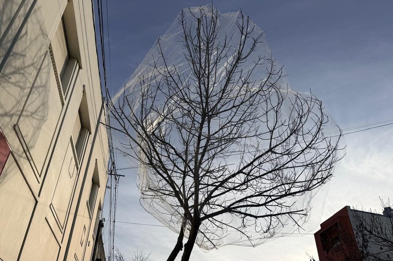 Argentina, reti sugli alberi per impedire agli uccelli di posarsi: sporcano  troppo