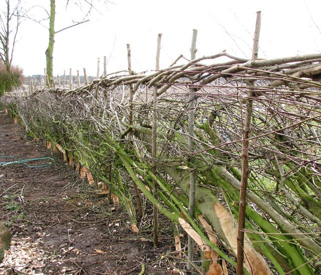 File:The laying of a traditional hedge (7) - geograph.org.uk - 1750506.jpg