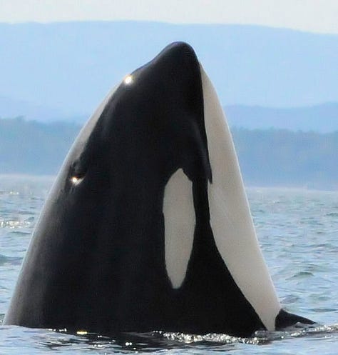 Orcas spyhopping