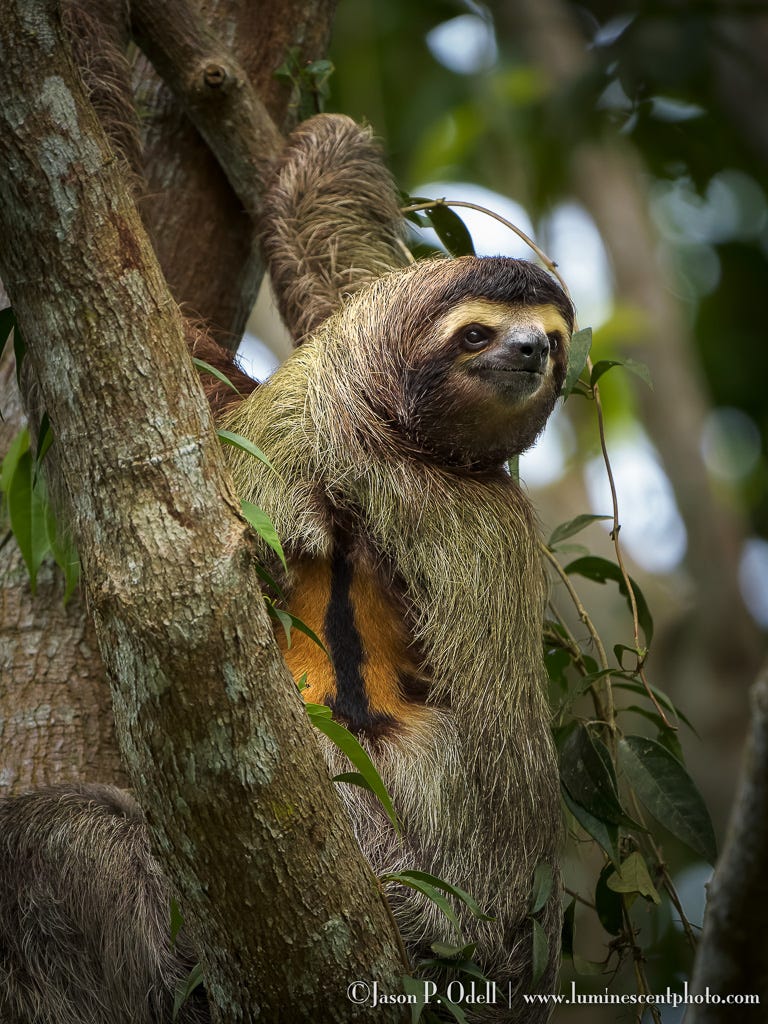 3-toed sloth in a tree