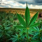 Time's up? South Dakota's medical marijuana watchdog faces dissolution