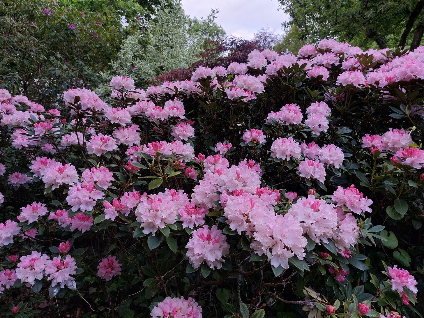 A riot of pastel pink rhododendron blooms A riot of pastel pink rhododendron blooms