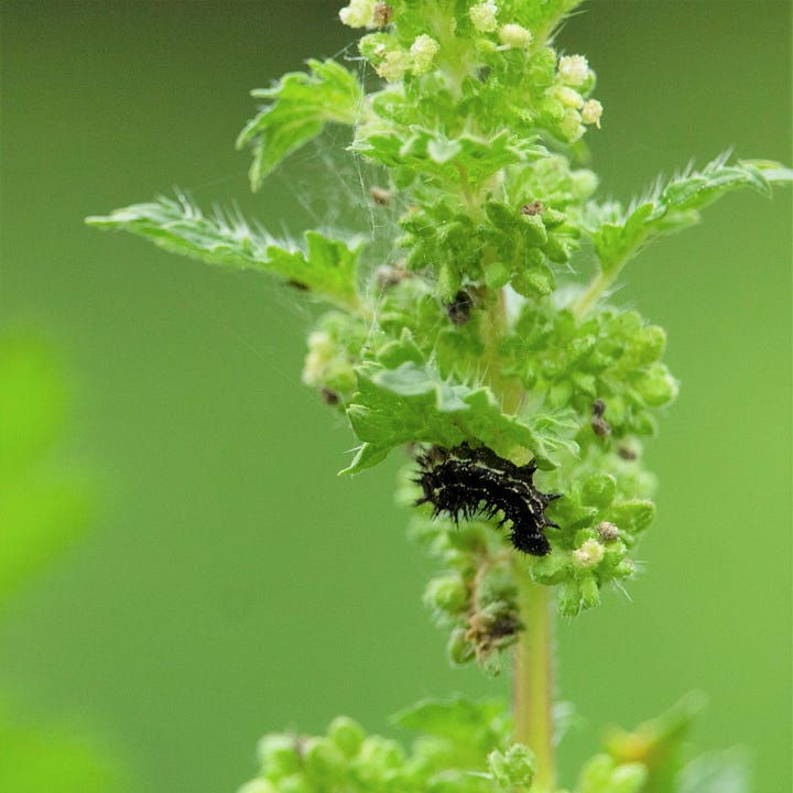 Admiral butterfly caterpillar on stinging nettle (probably Vanessa itea, native); Southern blue butterfly on clover (Zizina oxleyi, endemic)