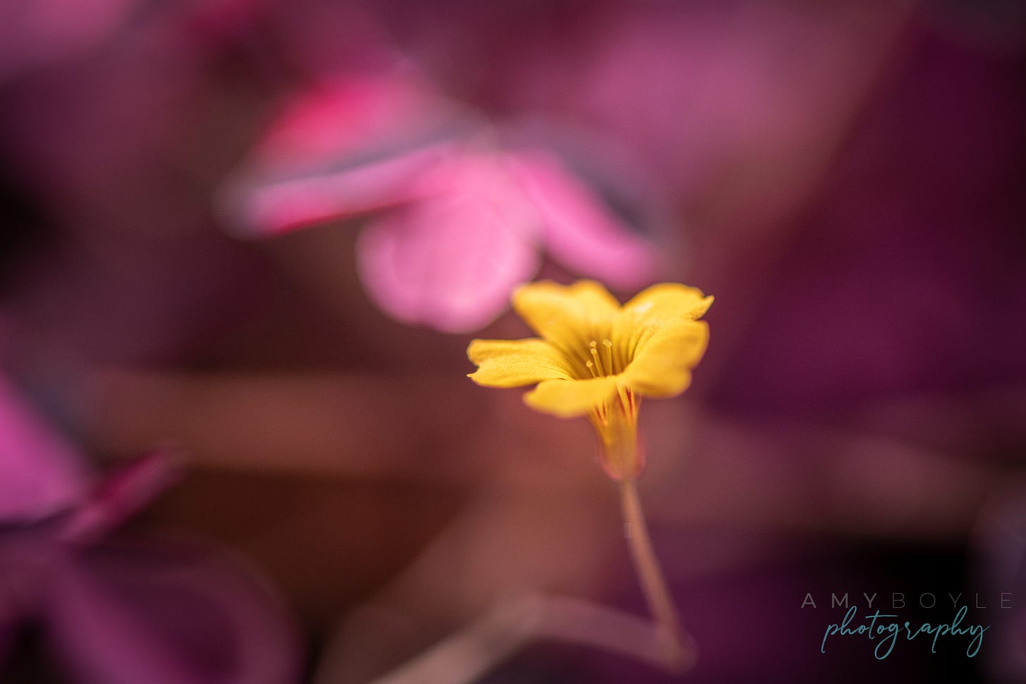 Resilience in bloom. Even in the chaos, nature reminds us to stand tall and shine. Amy Boyle Photography Resilience in bloom. Even in the chaos, nature reminds us to stand tall and shine. Amy Boyle Photography