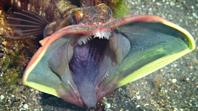The Sarcastic Fringehead Is a Real Living Thing, And It's Spectacularly  Horrifying : ScienceAlert