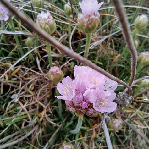 Three images which reflect colour, texture and sound on Hilbre: image i is the sandy brpeaxh showing masses of fragments of broken musselshells, blue against the yellow sand. Image two is delicate composite flower head with pale pink florets clustered together in a ball shape, this is sea thrift, the flower head is about an inch in circumference. Image three shows a wall of red sandstone, the stripes of layes of sediment very obviously in shades of rust, cream and orange. The stone ahs worn away with the wind and the water and now forms tightly packed, undulating curves.