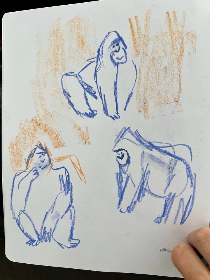 Beth Spencer drawing gorillas at Memphis Zoo
