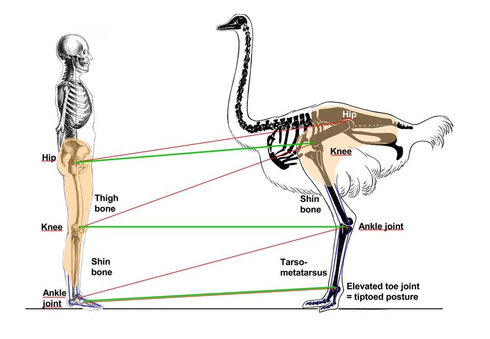 Birds on the run: what makes ostriches so fast? – Science in School