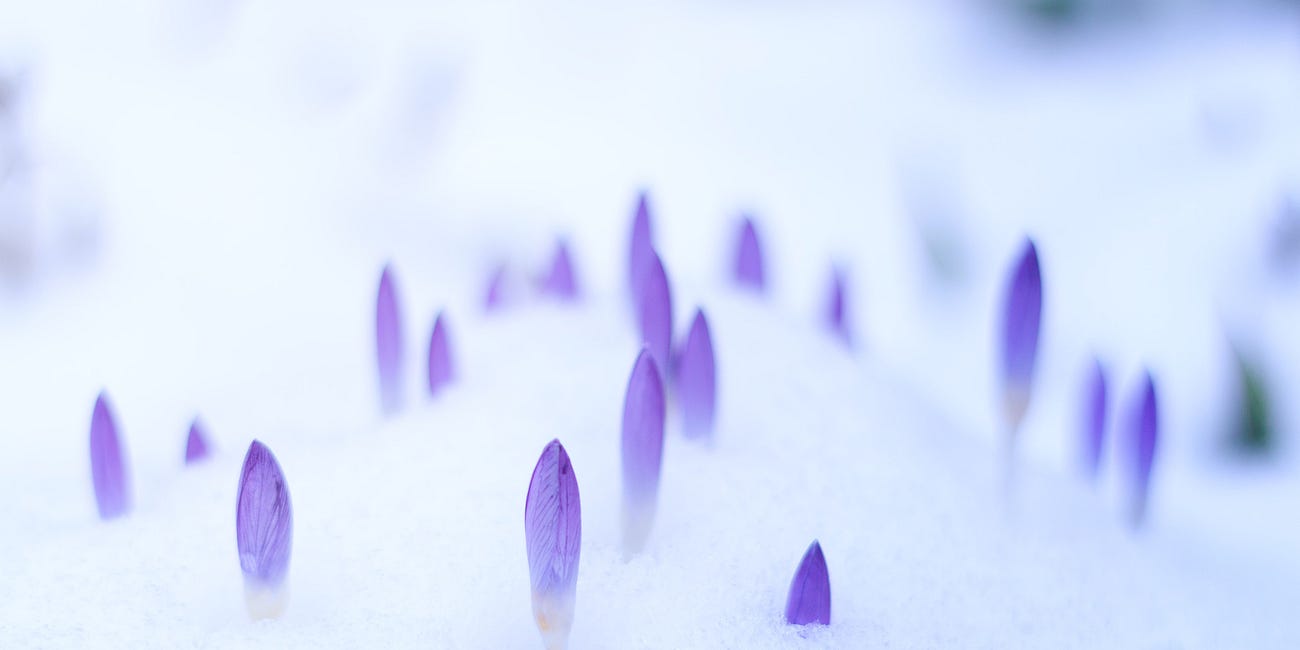 Sunday Poem #2: Until the Lilies