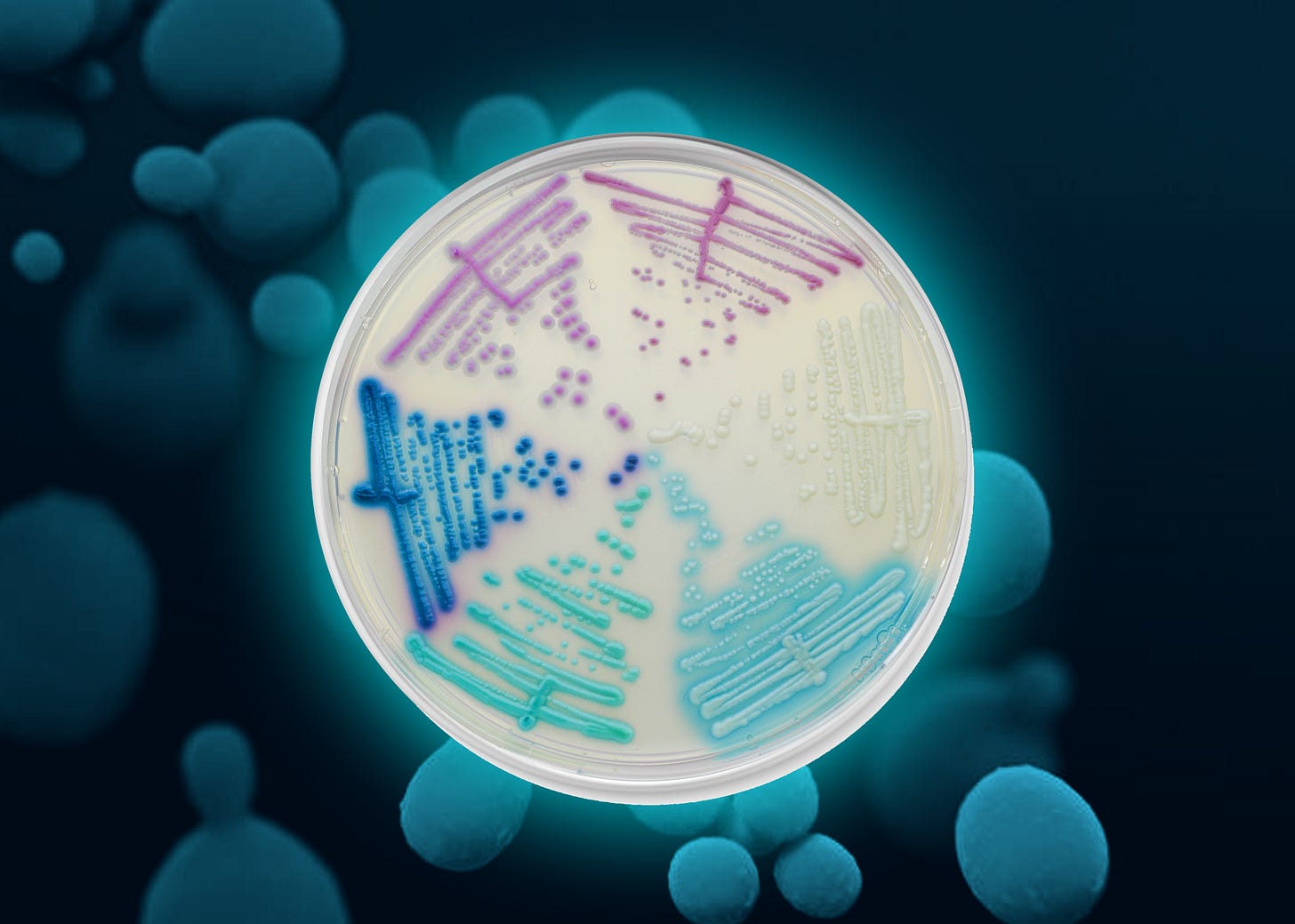 The Rise of Candida Infections - Chromagar