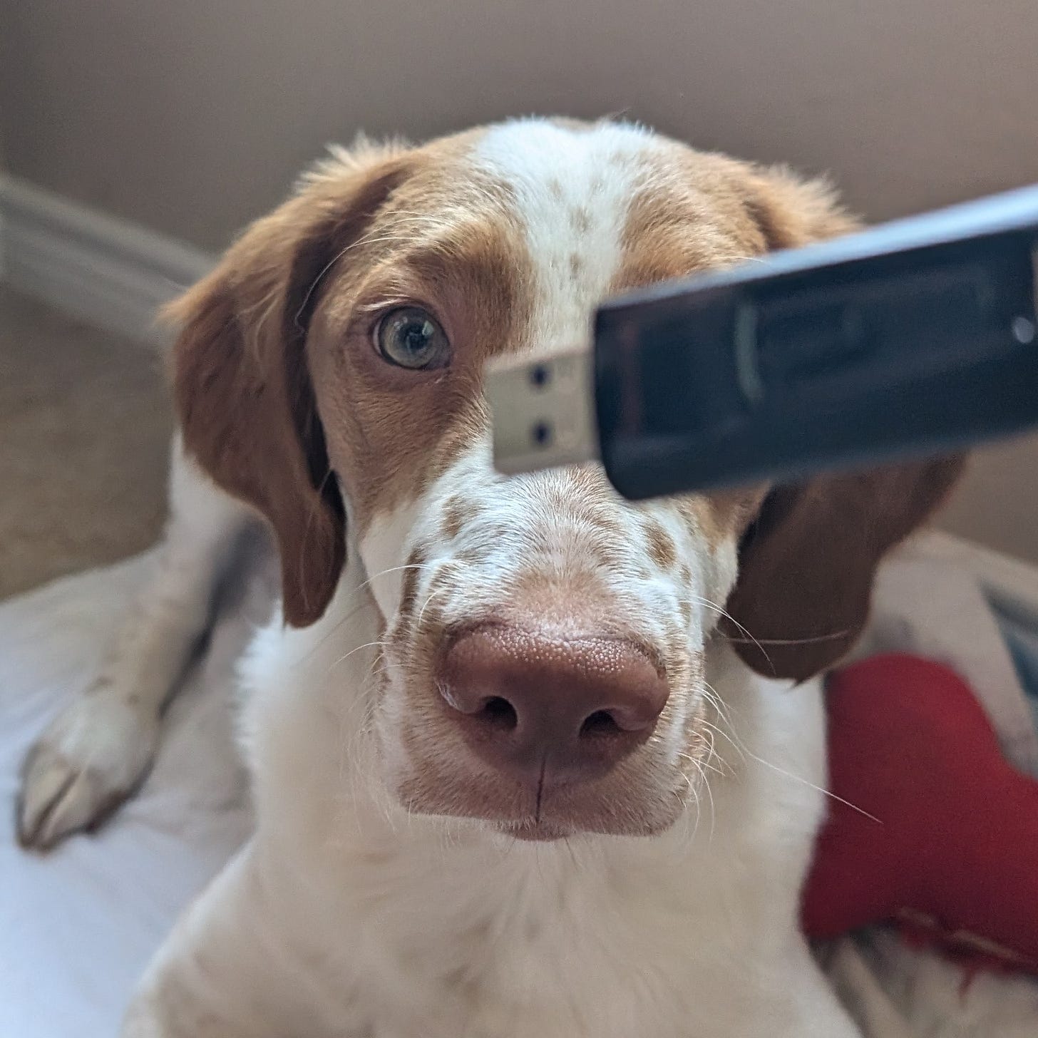 Otis the puppy gives my now-deceased flash drive an inquisitive stare.
