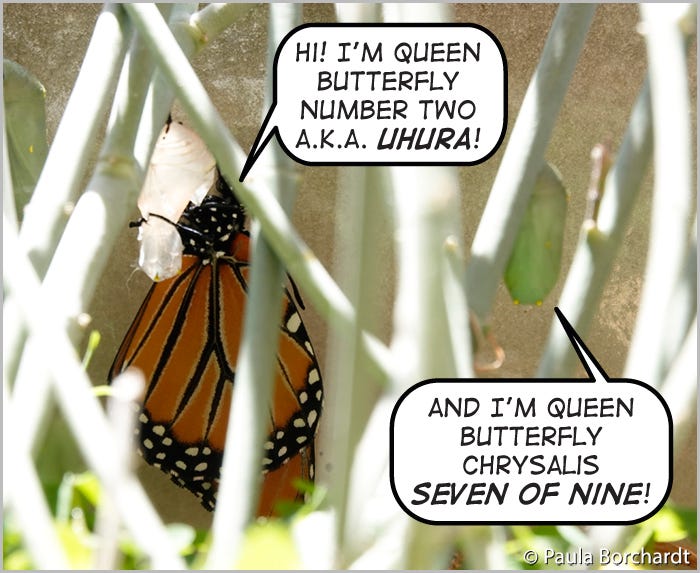 Newly eclosed Queen Butterfly "Uhura" and Queen Butterfly chrysalis "Seven of Nine"