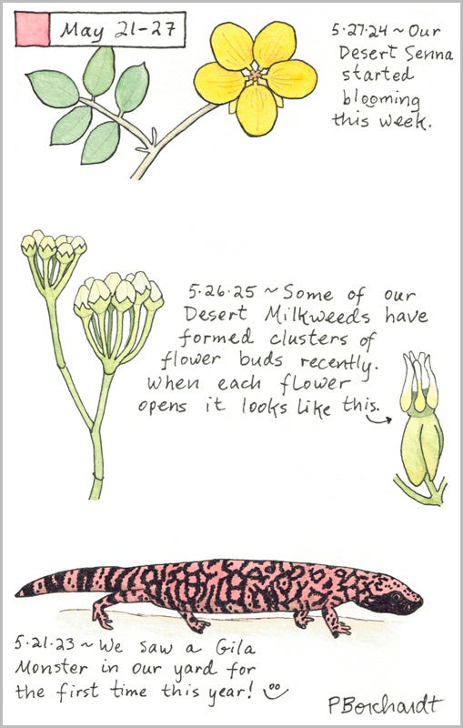Perpetual Journal, week of May 21-27: Desert Milkweed Flower Buds and Flower (2025); Desert Senna in Bloom (2024); Gila Monster (2023)