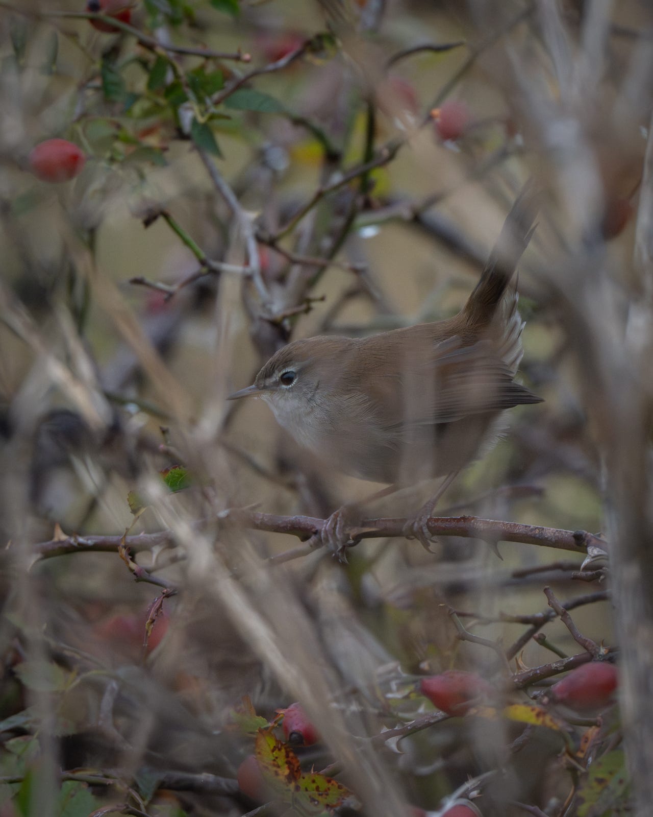 A drab brown bird hidden in the undergrowth
