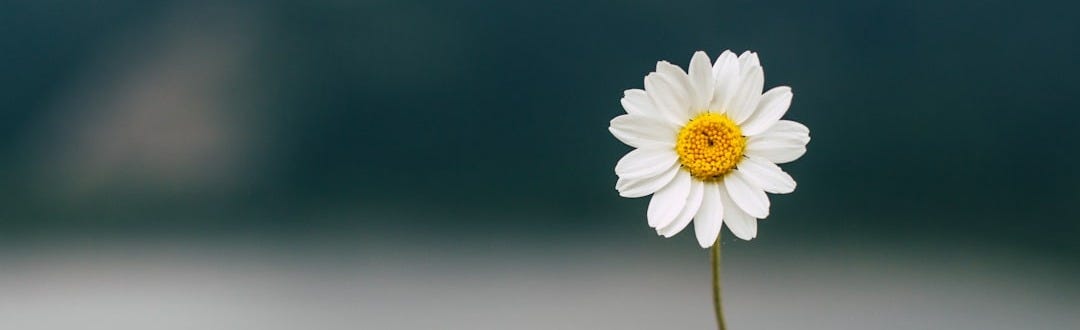 white daisy in bloom during daytime white daisy in bloom during daytime