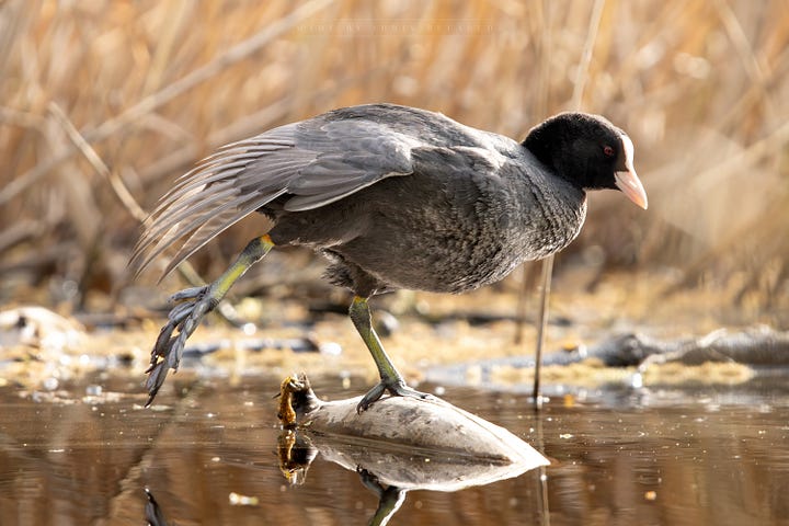 Eurasian coot
