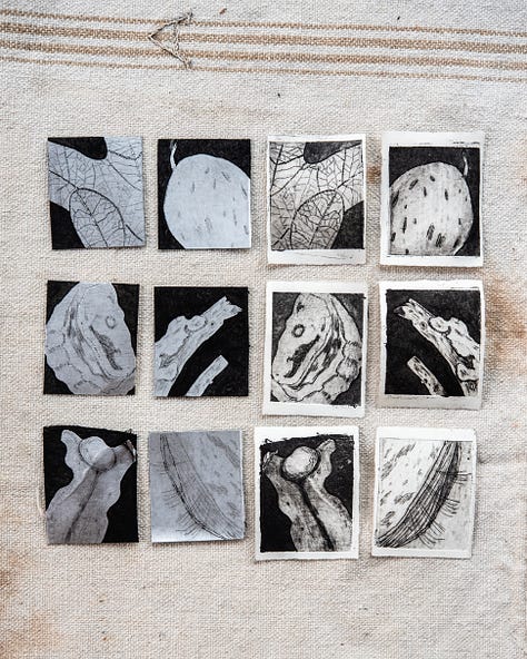 Dry Point wasp gaul seaweed milkweed stick with lichen shell anna's oak leaf