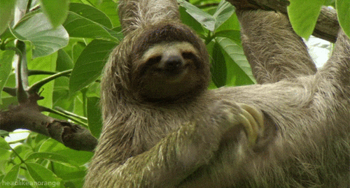 https://www.tumblr.com/littleanimalgifs