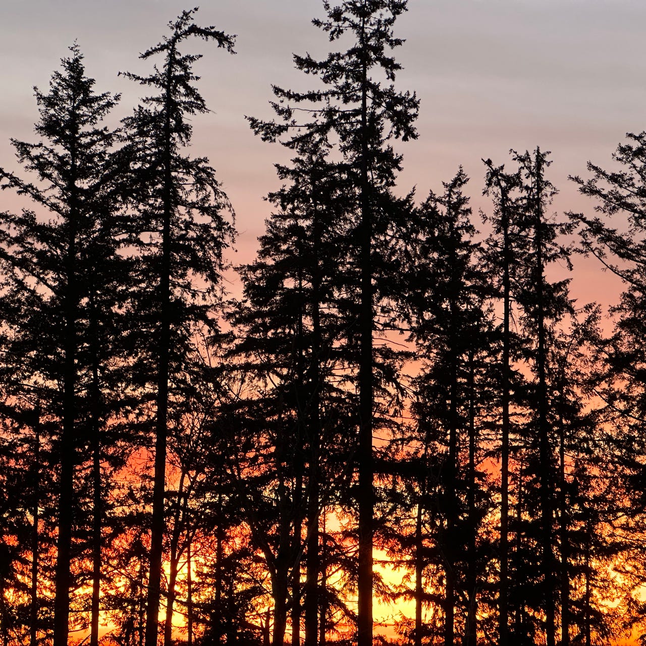 Artwork for Sammamish Local News