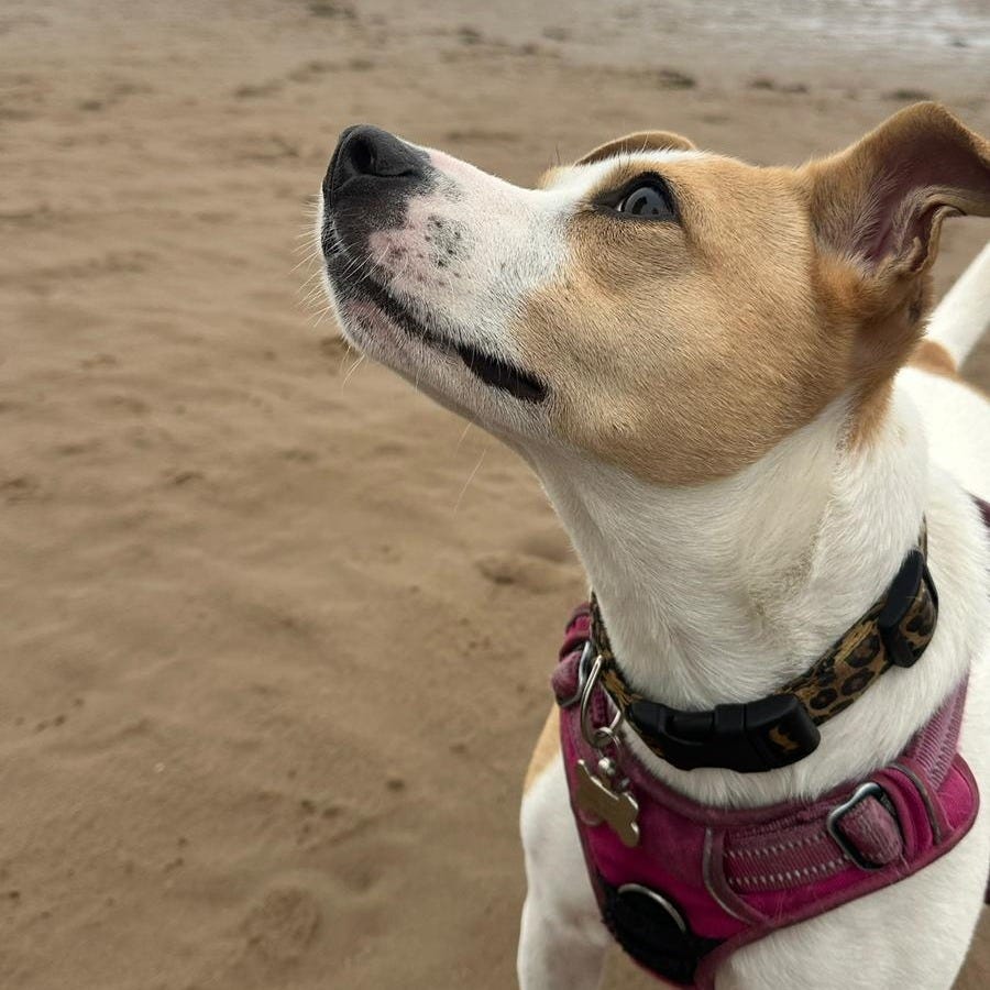 Small dog wearing pink harness standing on sandy beach looking upward, photographed for the Tarot DMs interview with Alice Slater by Finbarre Snarey.