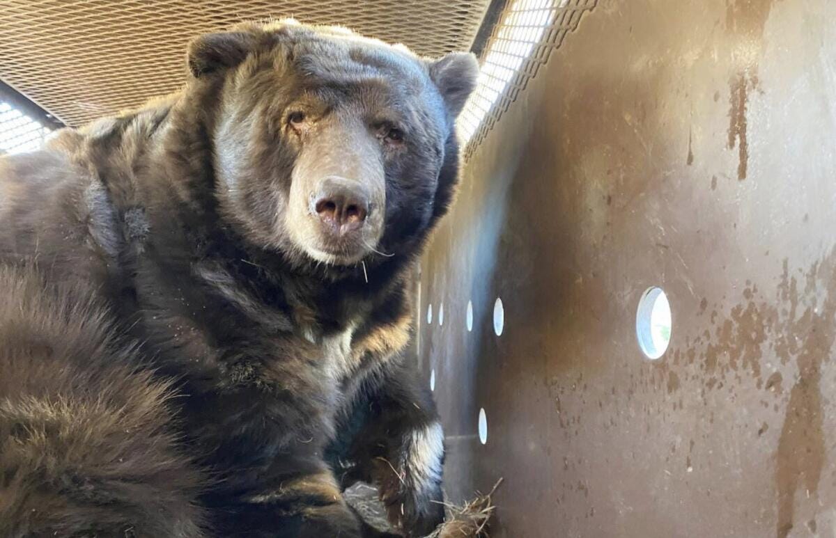 A bear under a home