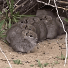 Woman On The Verge Of A Nervous Breakdown. Tabs, Thurs., Jan. 29, 2026