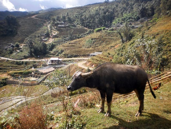 VIETNAM: Almost an injury, but thankfully not
