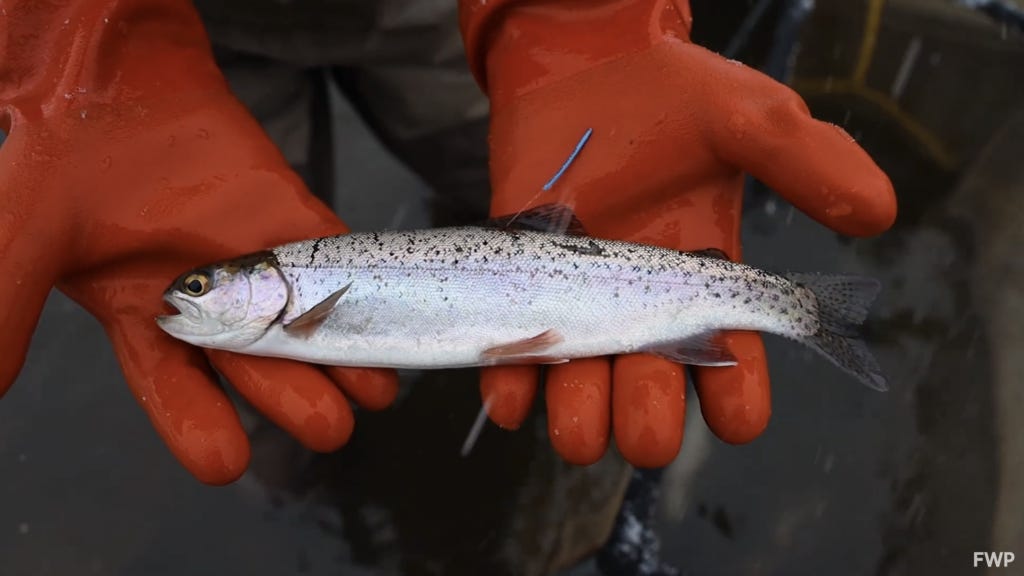 A rainbow trout tagged by FWP as part of its study of fish declines in southwestern Montana rivers. (Image courtesy FWP) A rainbow trout tagged by FWP as part of its study of fish declines in southwestern Montana rivers. (Image courtesy FWP)
