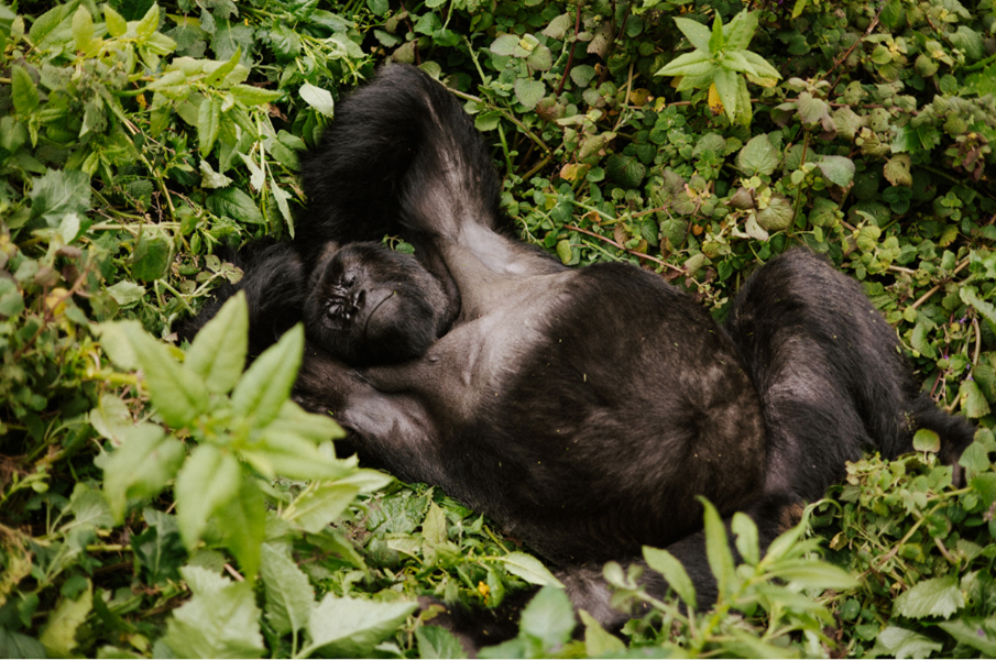 Silverback gorilla resting in Volcanoes National Park, Rwanda