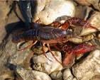 Red Swamp Crayfish | Ontario's Invading Species Awareness ...
