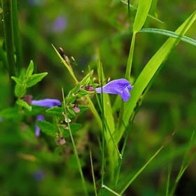 Skullcap