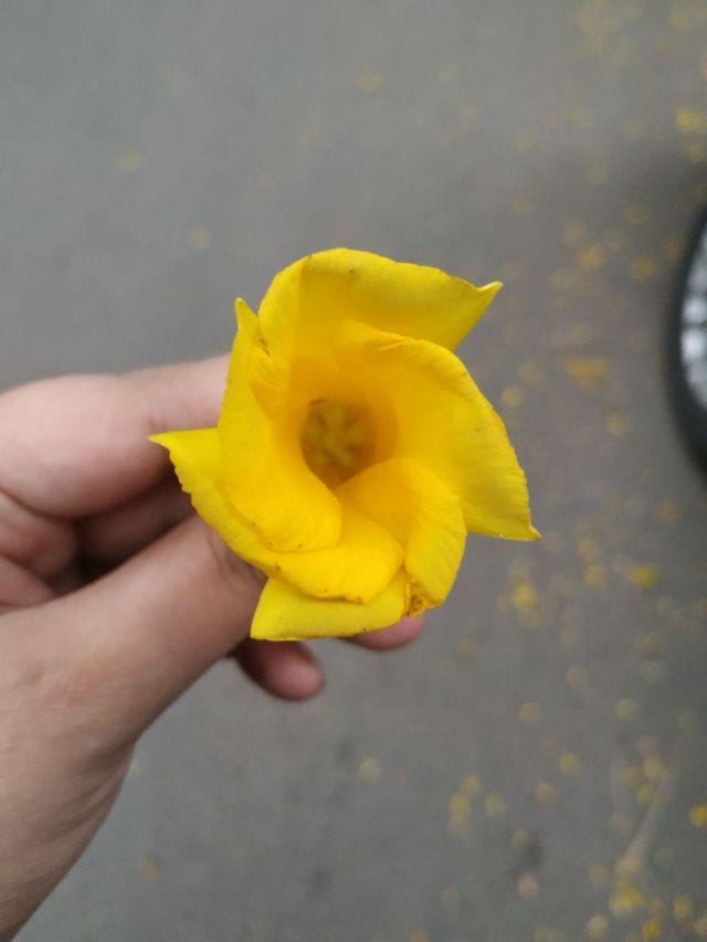 A hand holding a yellow allamanda with the road in the background. A hand holding a yellow allamanda with the road in the background.