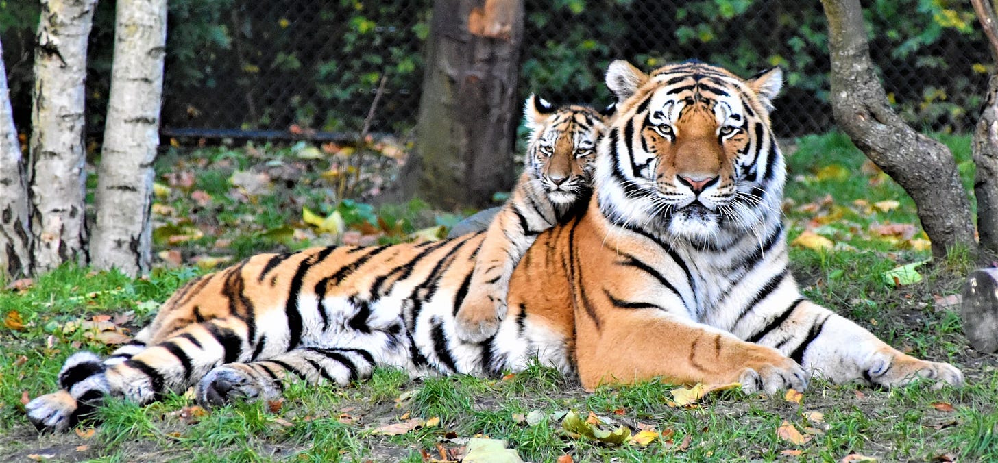 Tiger Baby and Tiger Father
