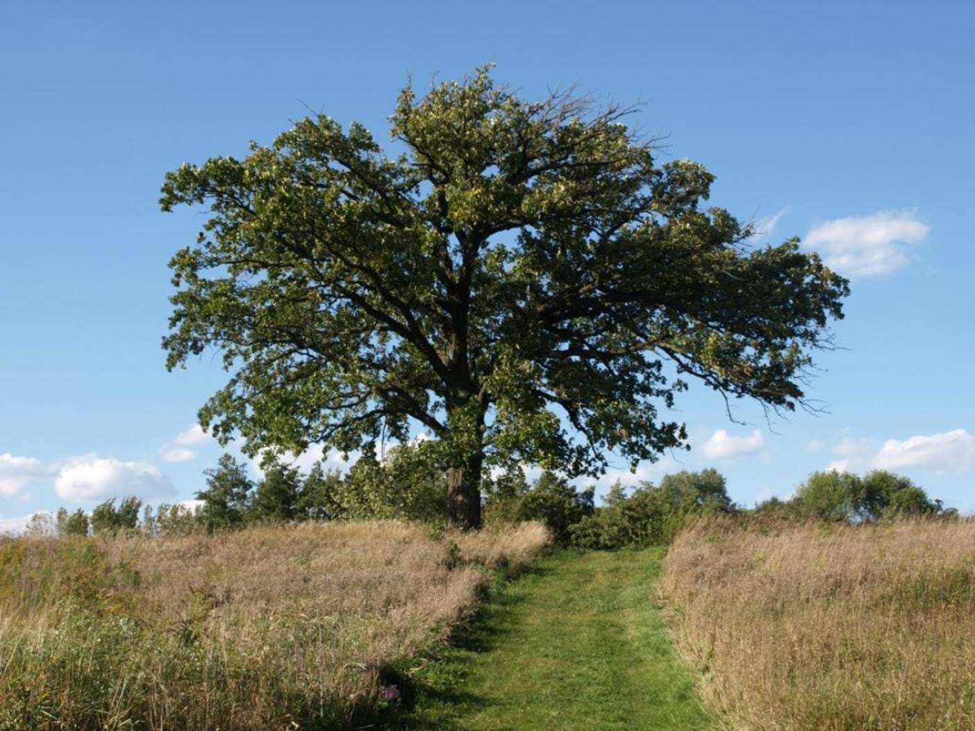 Bur oak | Quercus macrocarpa | The Morton Arboretum Bur oak | Quercus macrocarpa | The Morton Arboretum