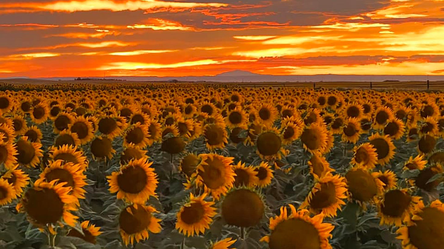 Historic Growing Season Leaves Southeast Wyoming A Sea Of Sunflowers |  Cowboy State Daily