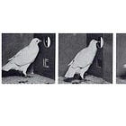 The Internet as a Giant Skinner Box