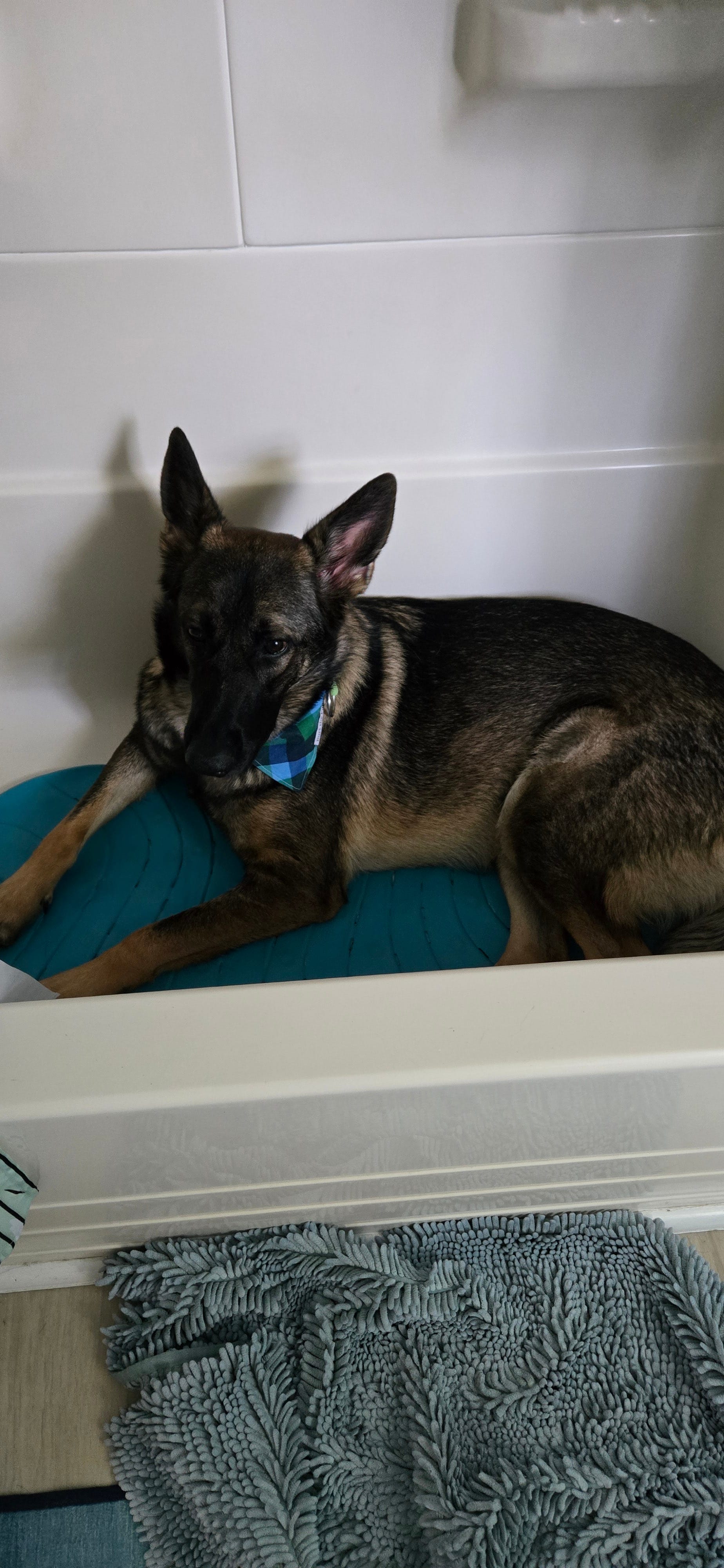 Dead Moms & German Shepherds