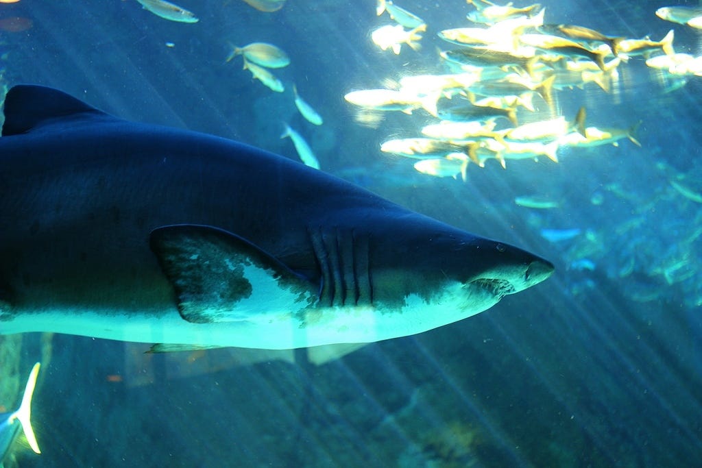 Ragged-toothed shark in the Two Oceans Aquarium in Cape Town Ragged-toothed shark in the Two Oceans Aquarium in Cape Town