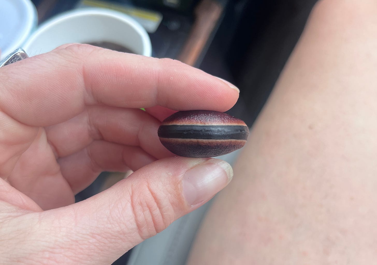 left hand holding a beach find that looks like a mini hamburger