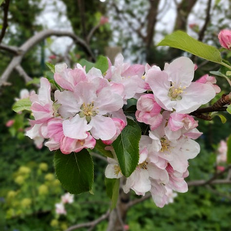A selection of images of apple blossom, heavy groups of buds and flowers, rich dark pink on the outside and a warm white inside, beautiful in its simplicity