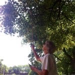 sister rita "canes" the linden tree sister rita "canes" the linden tree