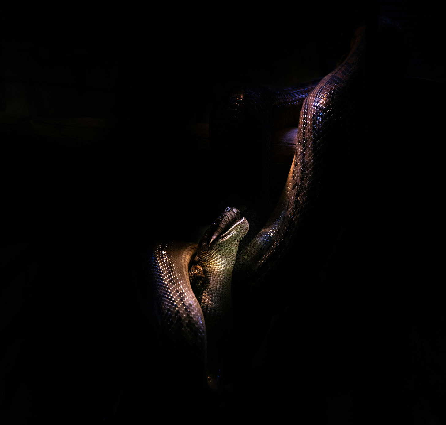 Reptilian scales that fade into a black background