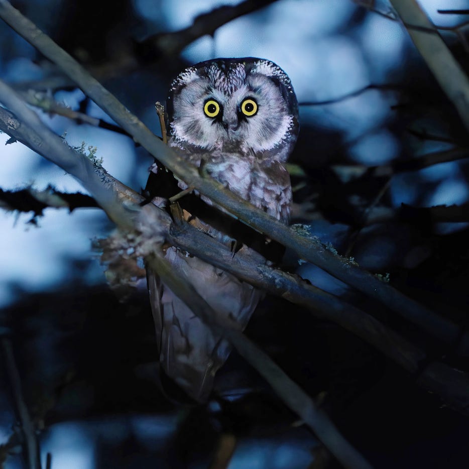 Biblioteca Exploratorilor