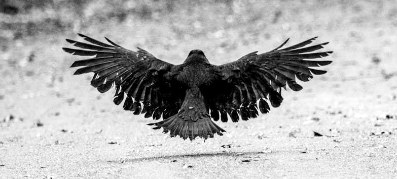 a black and white photo of a bird in flight