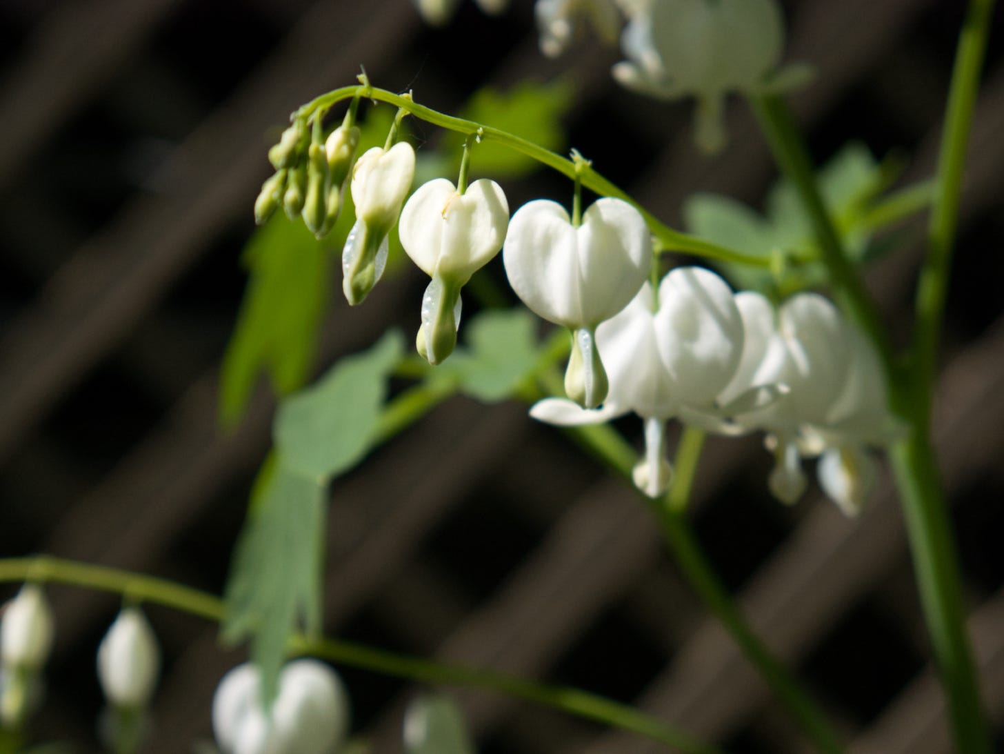 white bleeding hearts flowers. 