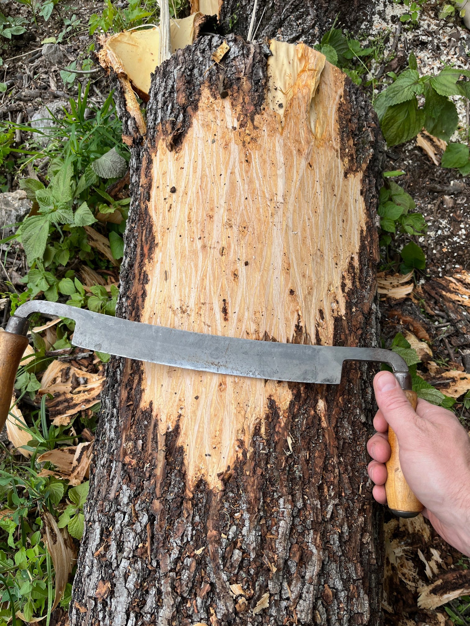 Hickory Bark Season 2026 - by Shea Alexander