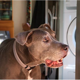 Contrarian Pet of the Week