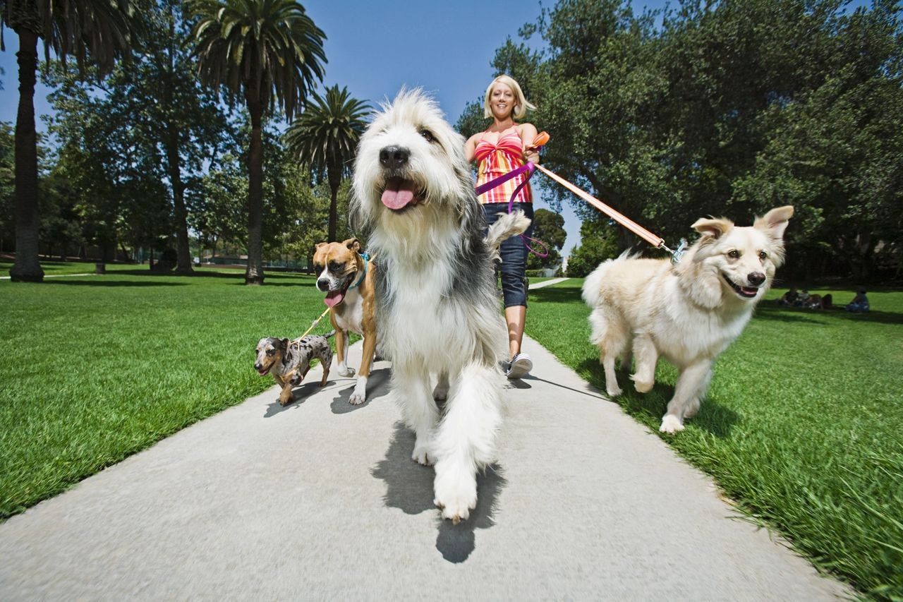 Woman walking a group of dogs, Pack Walk, Dogs walking, Exercise for mental stimulation