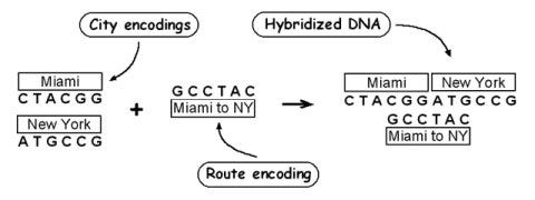 DNA Computing - Ars Technica DNA Computing - Ars Technica
